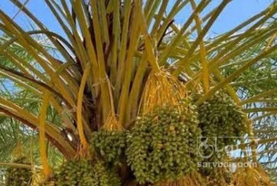 فروش خرما مضافتی