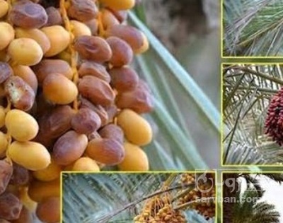 فروش خرما خاصویی