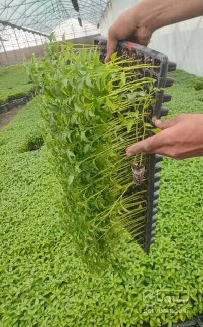 فروش نشا گوجه فرنگی