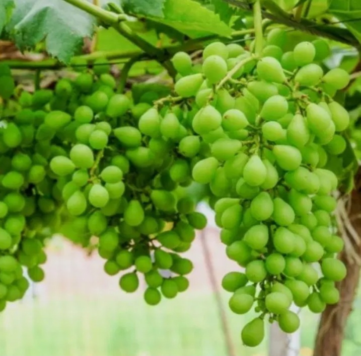 فروش انگور غوره ابدار