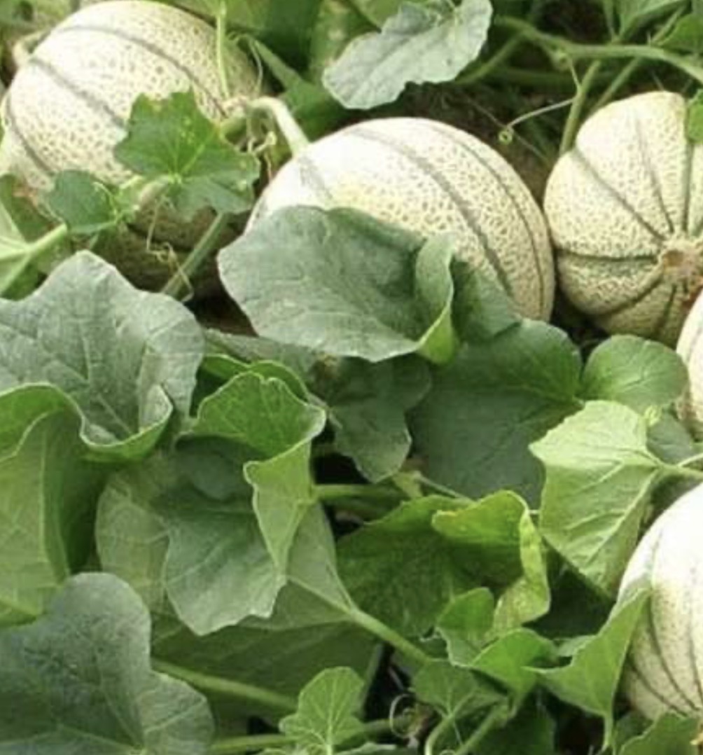 فروش طالبی