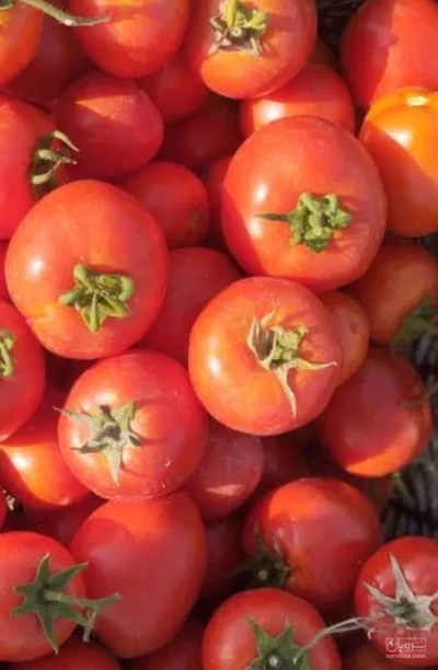 فروش گوجه فرنگی