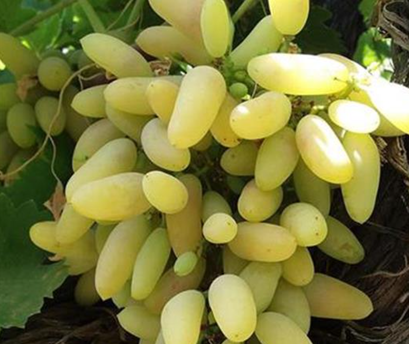 فروش انگور ریش بابا