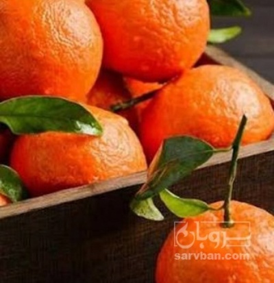 فروش نارنگی