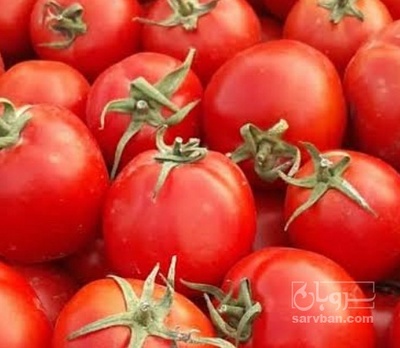 فروش گوجه فرنگی