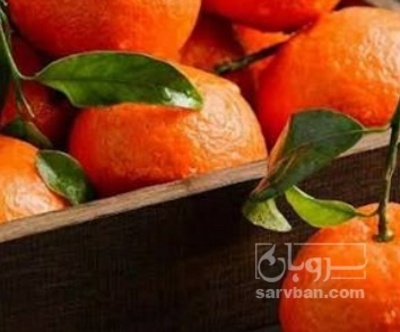 فروش پرتقال