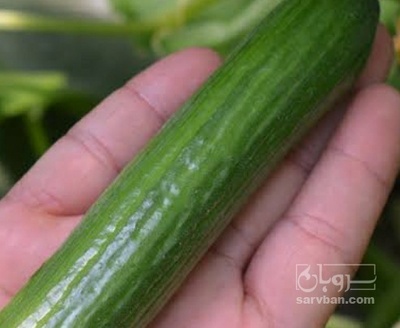 فروش خیار