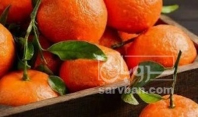 فروش نارنگی