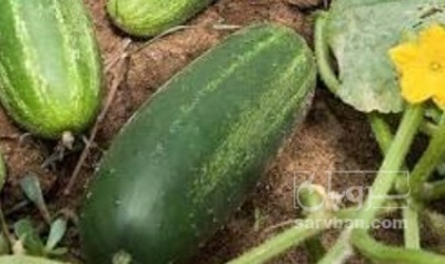 فروش خیار