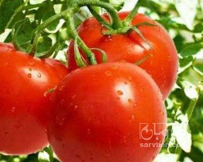 فروش گوجه فرنگی