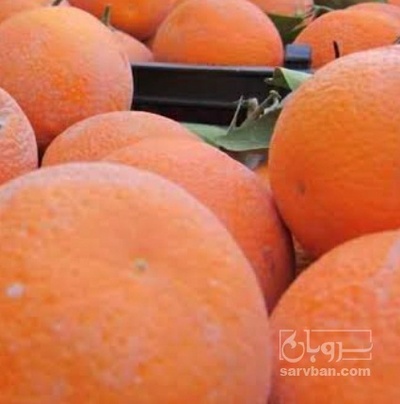 فروش پرتقال