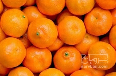فروش نارنگی