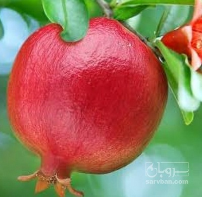 فروش انار