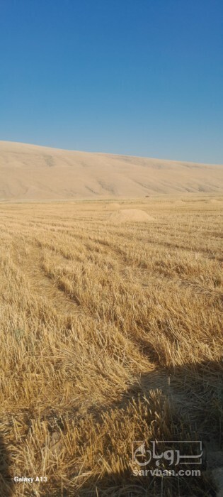 فروش کاه و کلش گندم