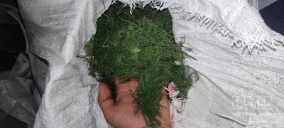 فروش شوید خشک (گیاه‌ دارویی)