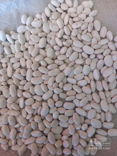 فروش لوبیا سفید