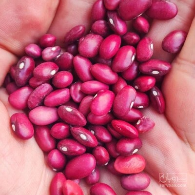 فروش لوبیا قرمز