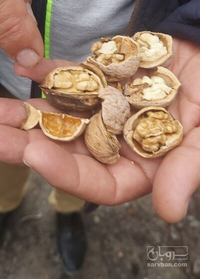 فروش گردو