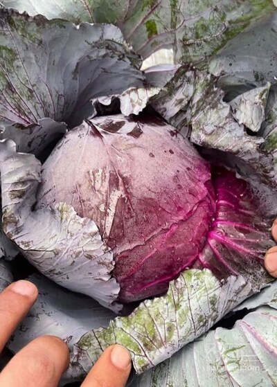 فروش کلم برگی قرمز