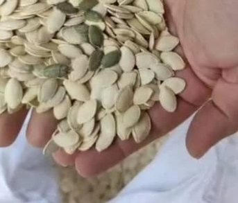 فروش تخمه  کدو بو داده