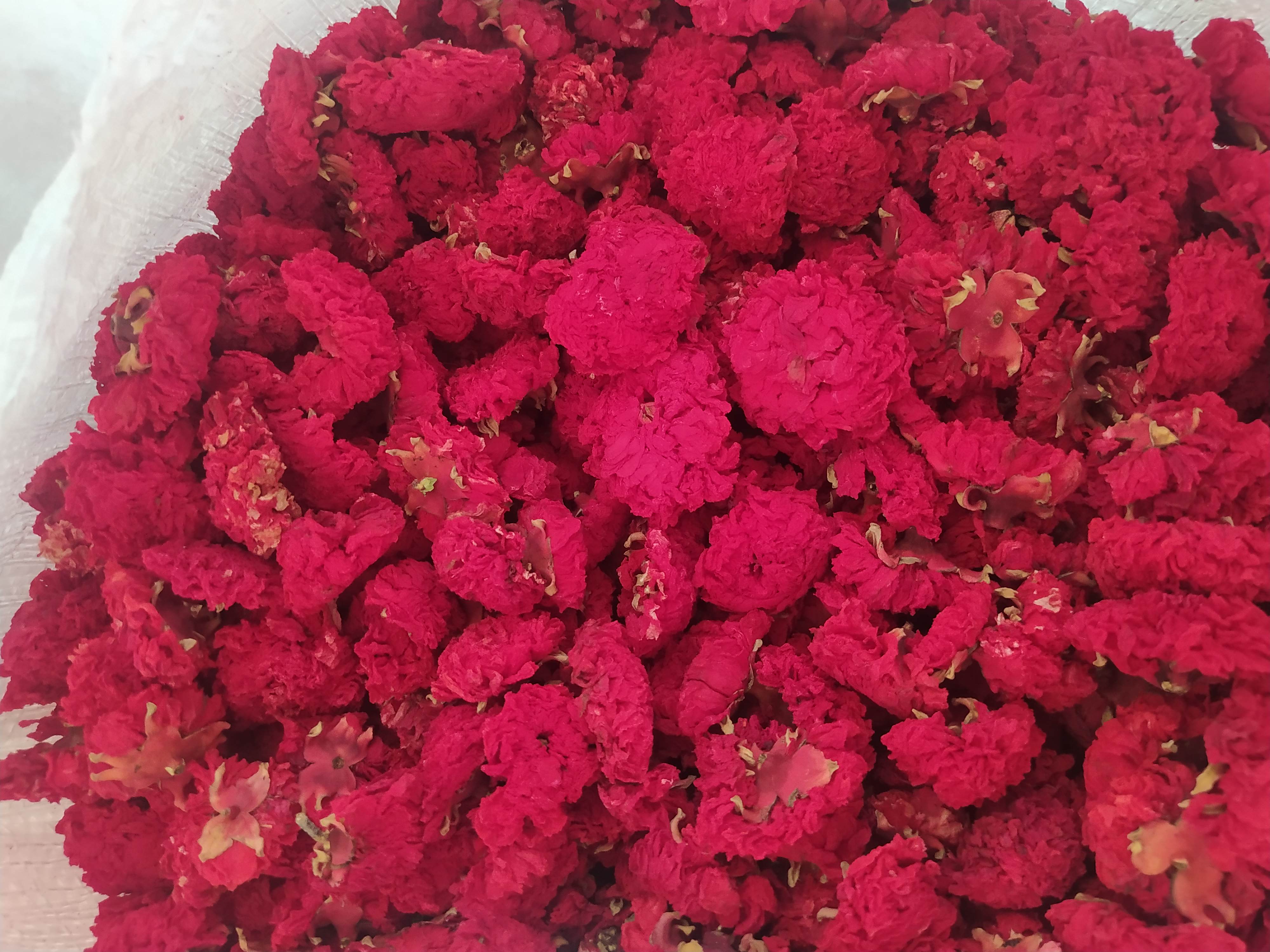 فروش گلنار فارسی ( گل انار ) (گیاه‌ دارویی)