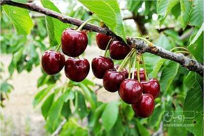 فروش گیلاس