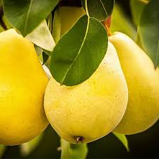 فروش گلابی