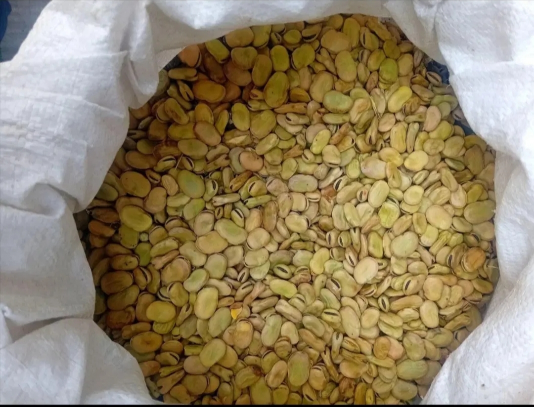 فروش باقلاخشک