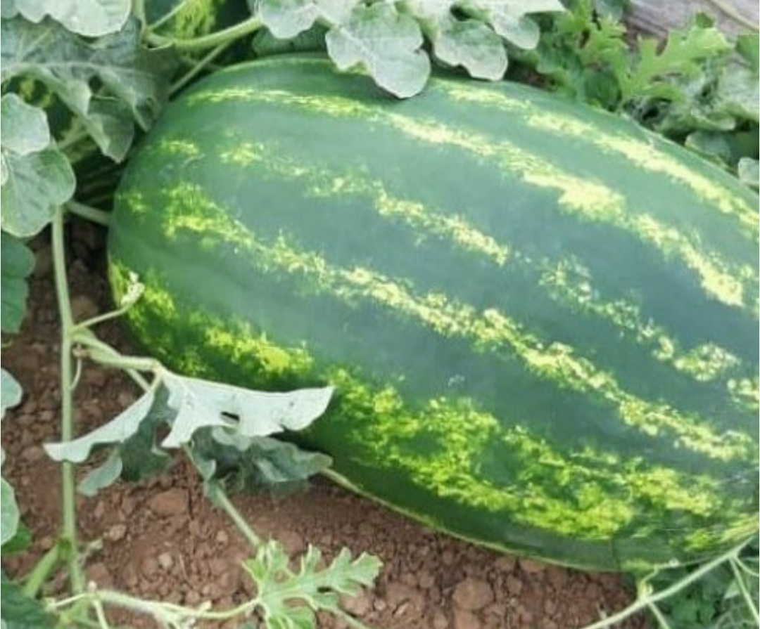 فروش هندوانه