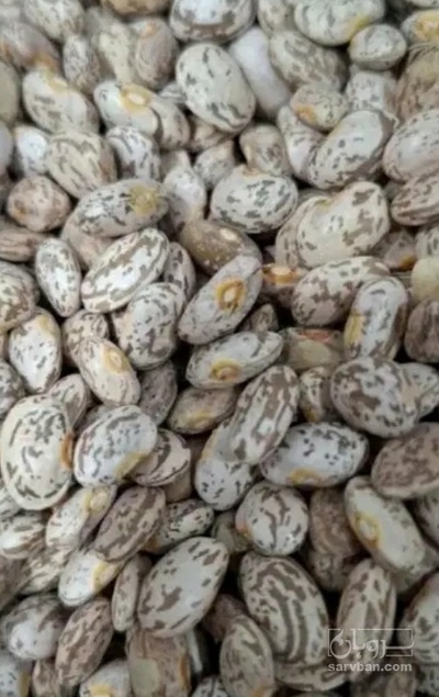 فروش لوبیا چیتی