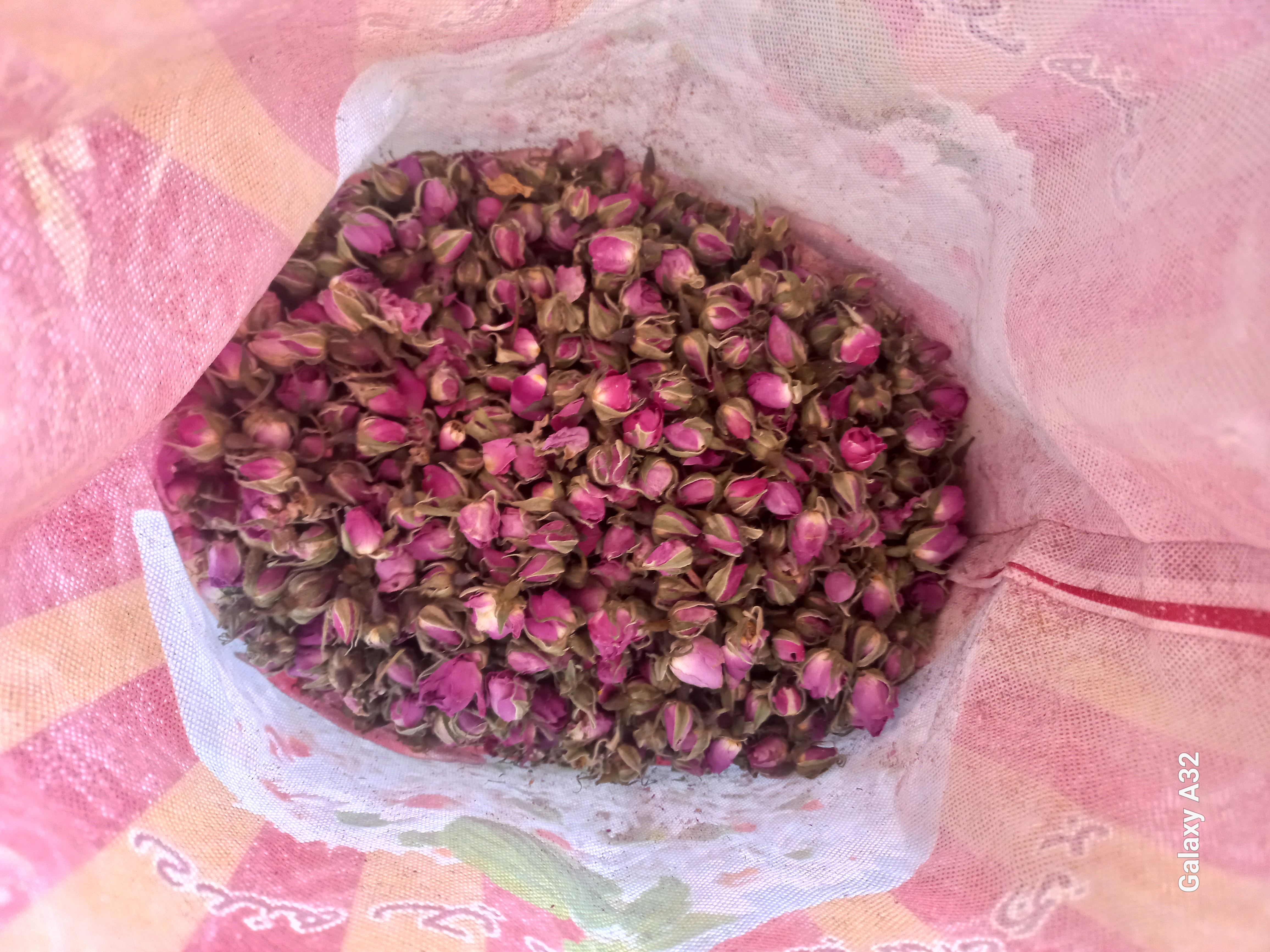 فروش غنچه گل محمدی (گیاه‌ دارویی)