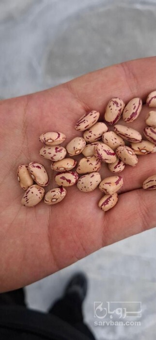 فروش لوبیا چیتی