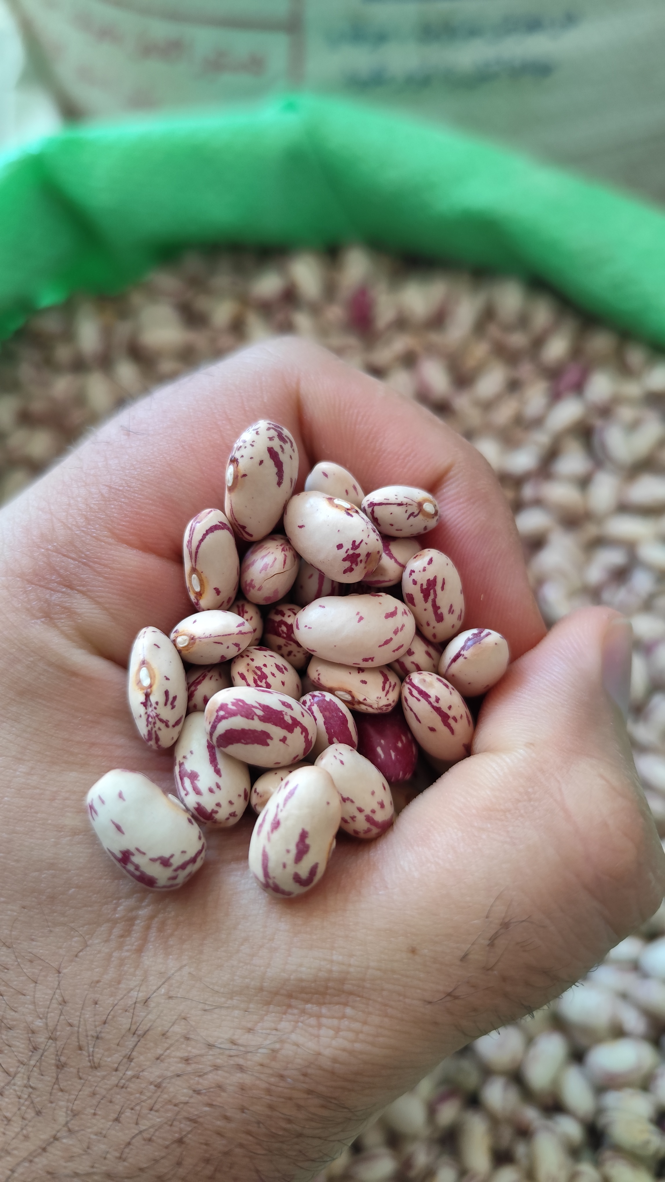 فروش لوبیا چیتی