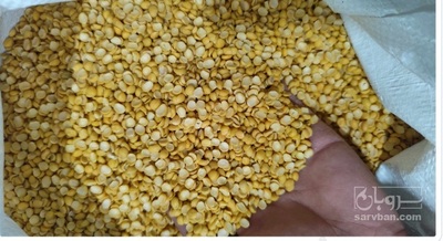 فروش نخود کفتری - لپه