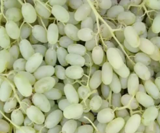 فروش انگور ریش بابا