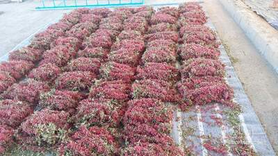 فروش زرشک تازه
