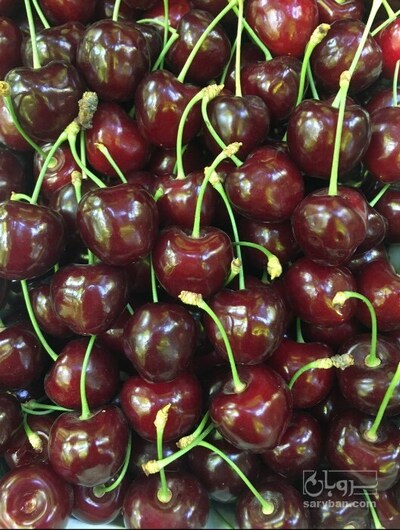 فروش گیلاس