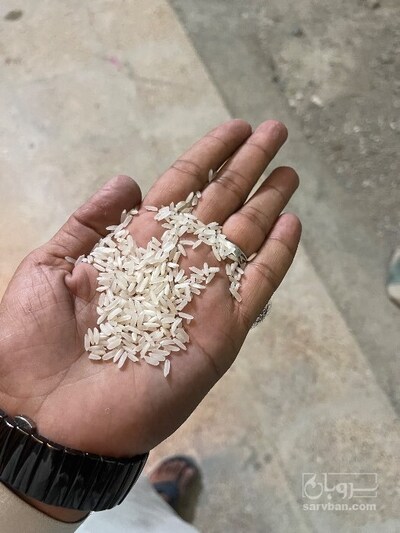 فروش برنج