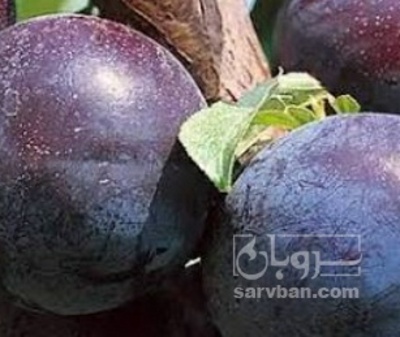 فروش آلو اختری