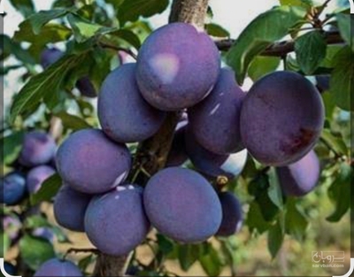فروش آلو اختری