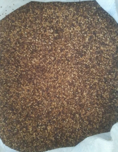 فروش کنجد دارویی (گیاه‌ دارویی)