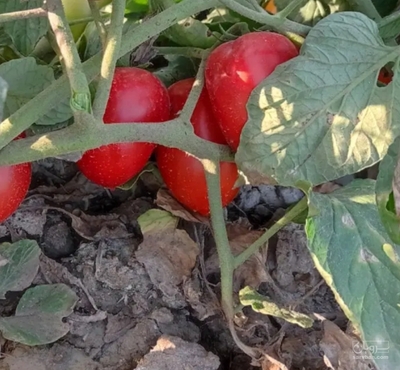 فروش گوجه فرنگی