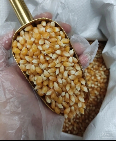 فروش ذرت علوفه ای