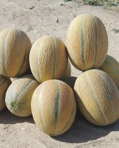 فروش خربزه