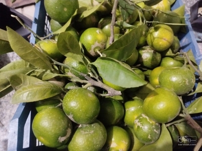 فروش نارنگی