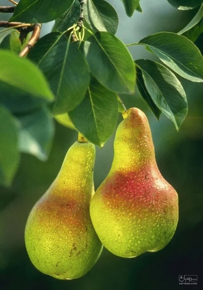فروش گلابی