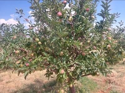 فروش سیب