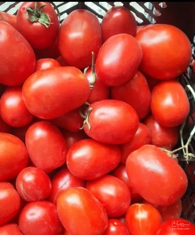 فروش گوجه فرنگی
