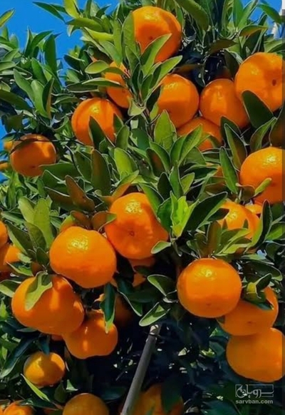 فروش نارنگی محلی