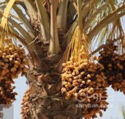 فروش خرما